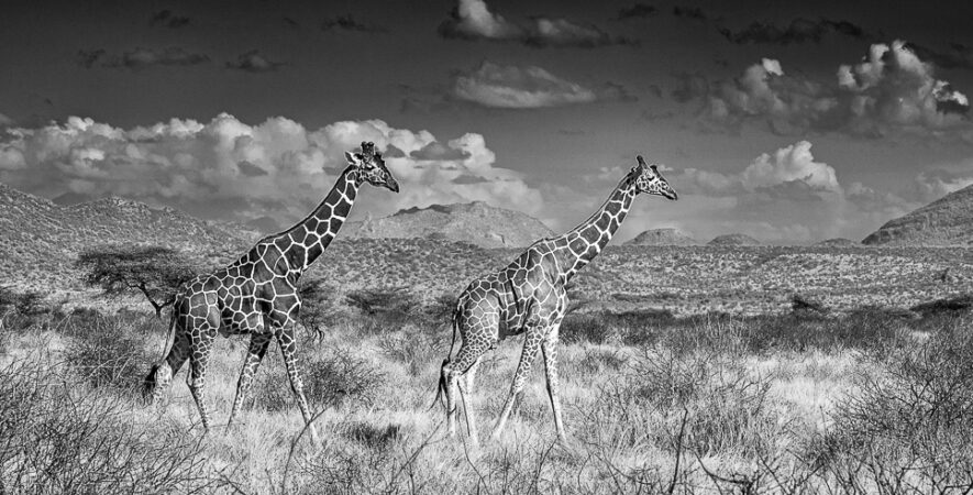 les Girafes en infrarouge noir et blanc