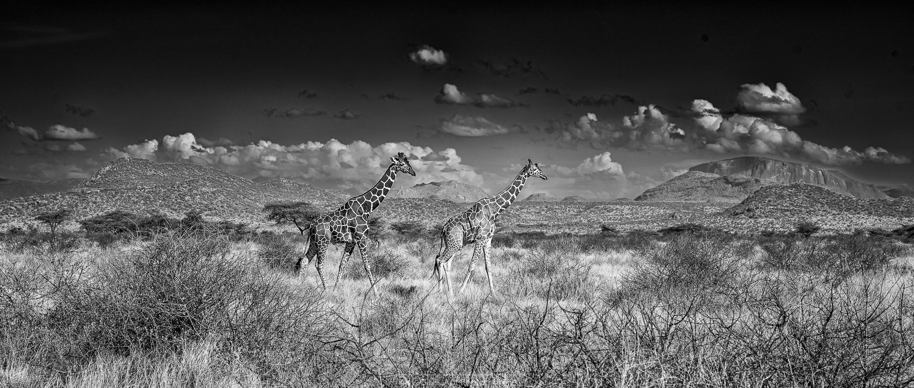 les Girafes dans la savane de Samburu