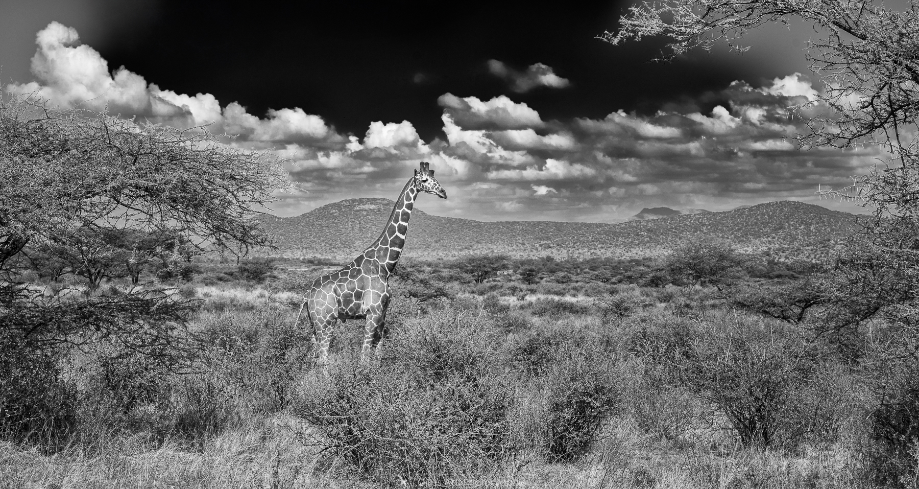 dans la savane africaine