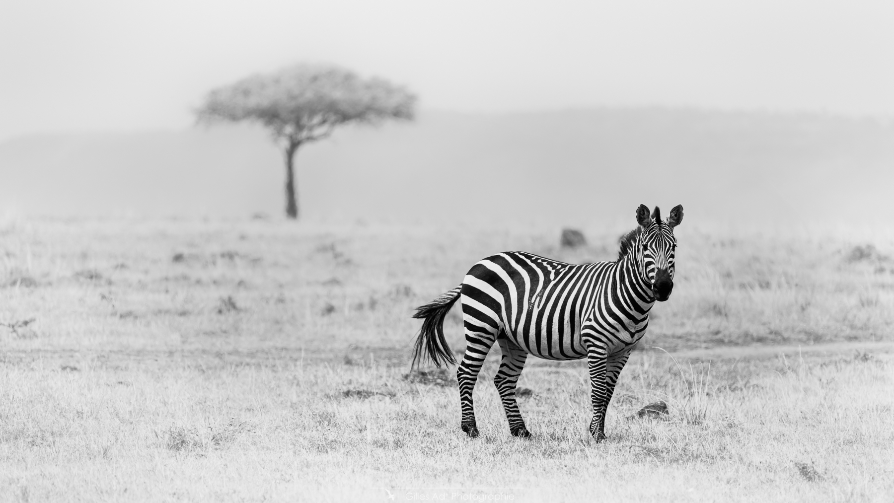un zèbre dans la savane du masai mara