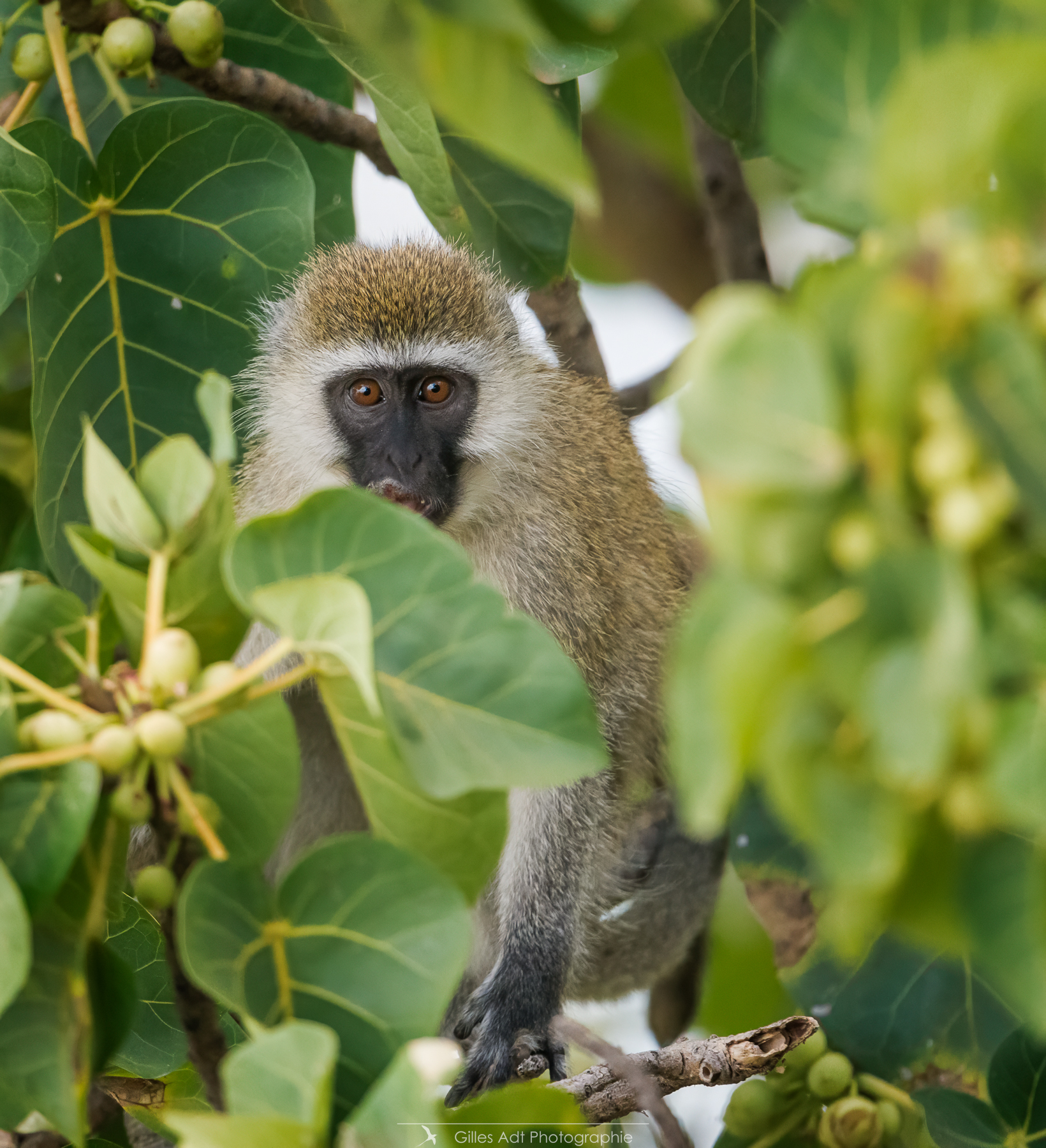 le singe vervet est curieux