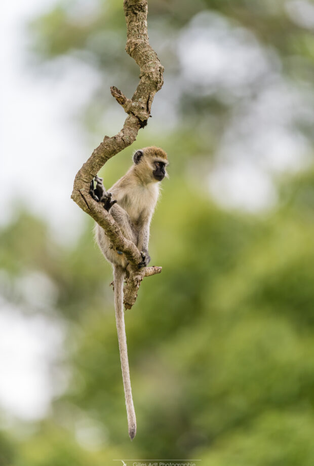 le singe vervet à l'affut