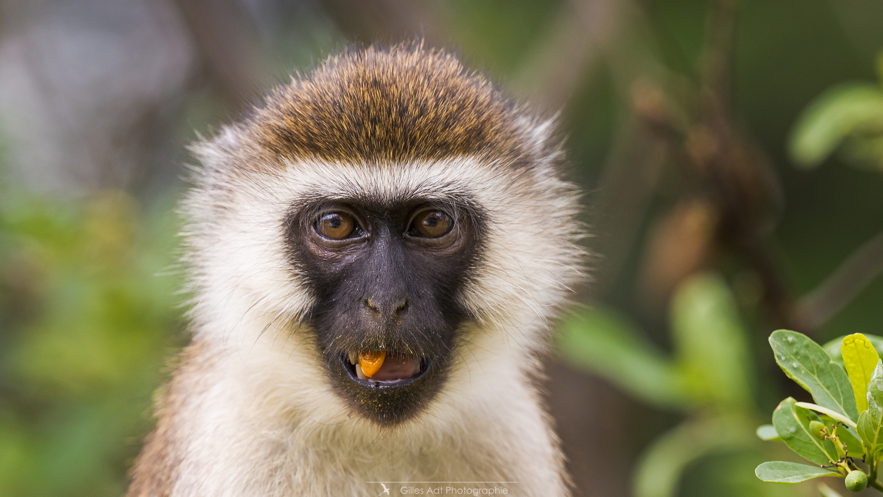 portrait du singe ververt