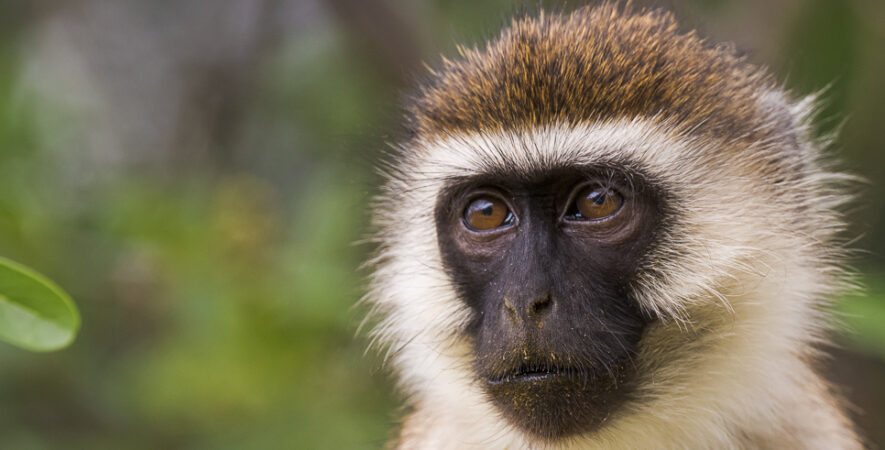 le singe vervet