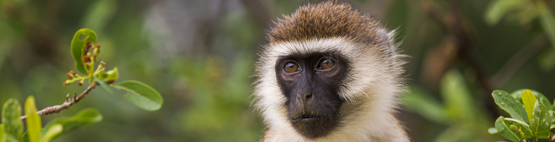 le Singe vervet
