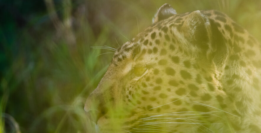 Siri dans les herbes
