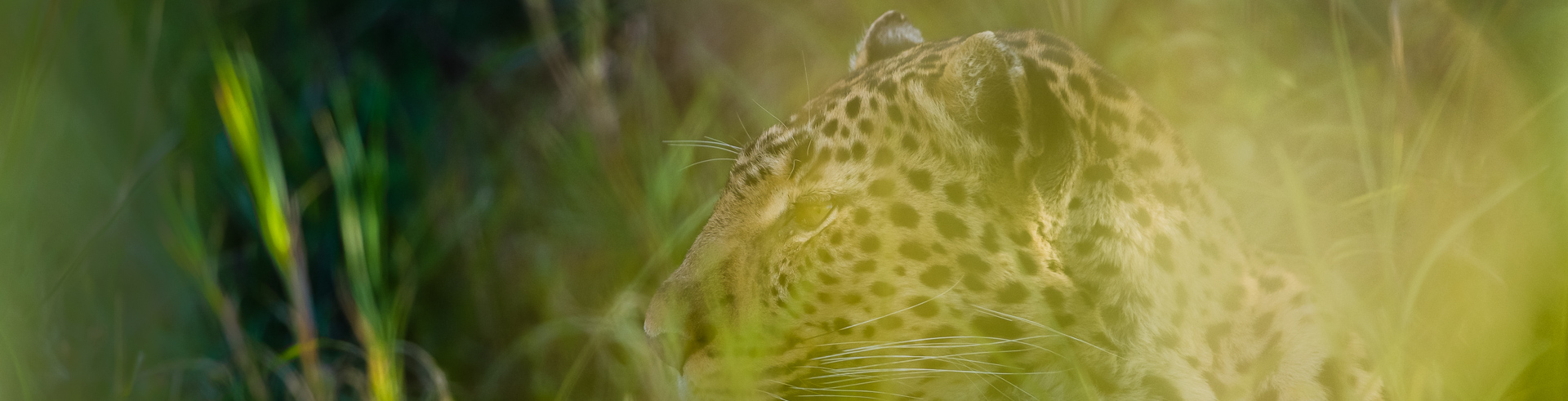 Les léopards que j’ai croisés