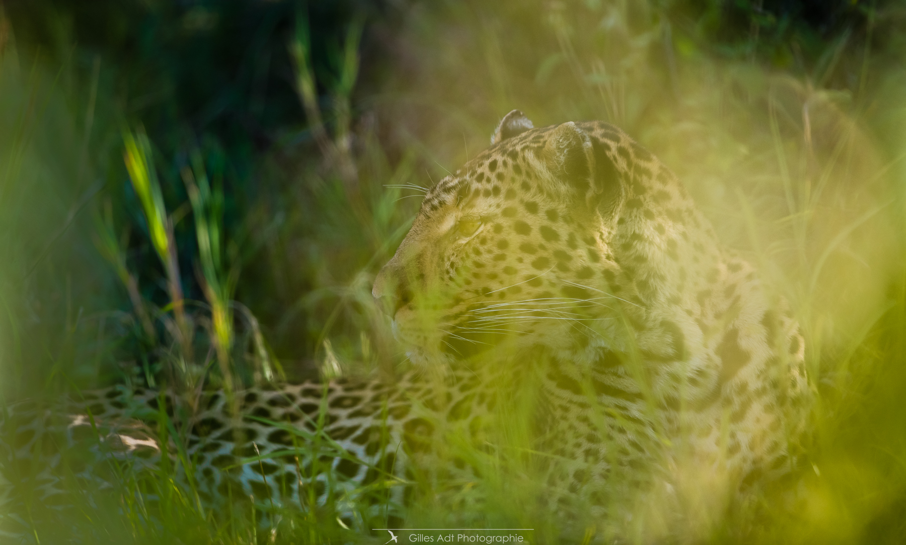 Siri dans les herbes hautes