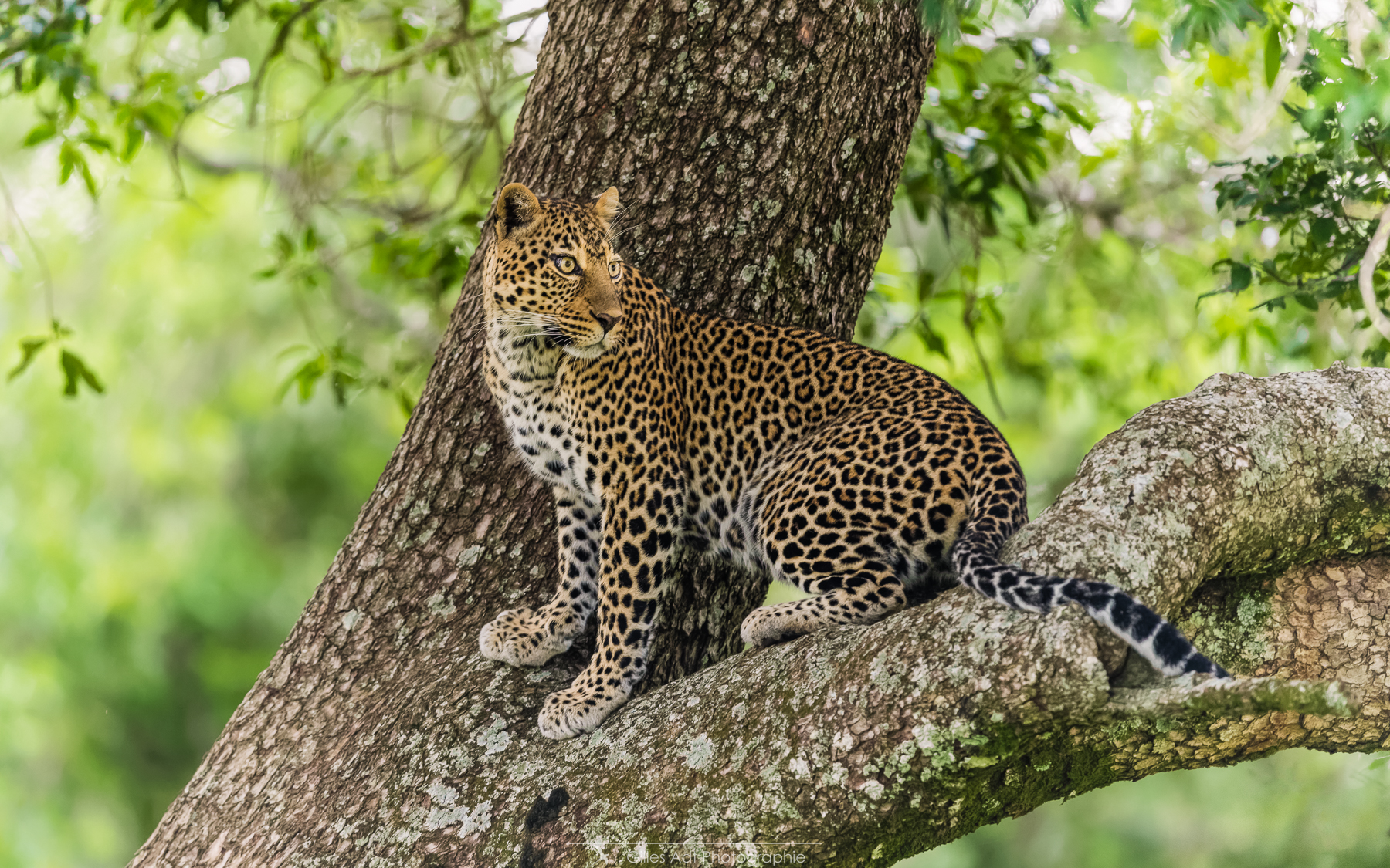 Romi la belle des belles